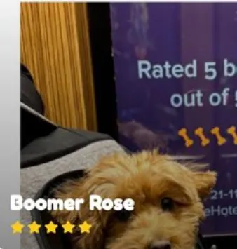 Boomer Rose — rated 5 bones out of 5
