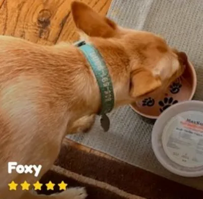 Foxy eating MaxSua dog food