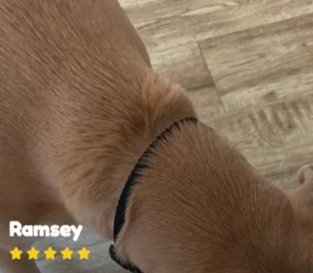 Ramsey enjoying MaxSua dog food