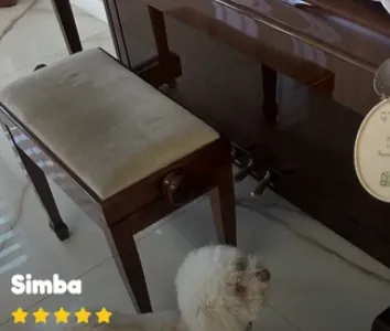 Simba enjoying MaxSua dog food